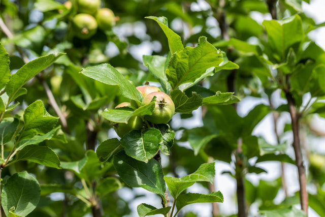 Malus 'James Grieve' , erhältlich von 150-200 bis 450-650 cm ;;ab 34,60 Euro