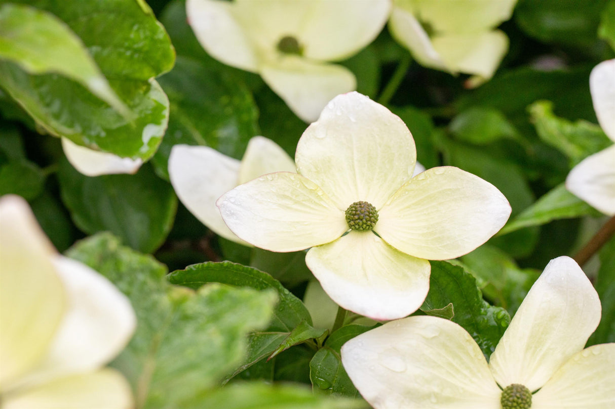 Cornus kousa 'Venus' mit Blüte, erhältlich von 60-80 bis 200-250 cm ;;ab 61,00 Euro