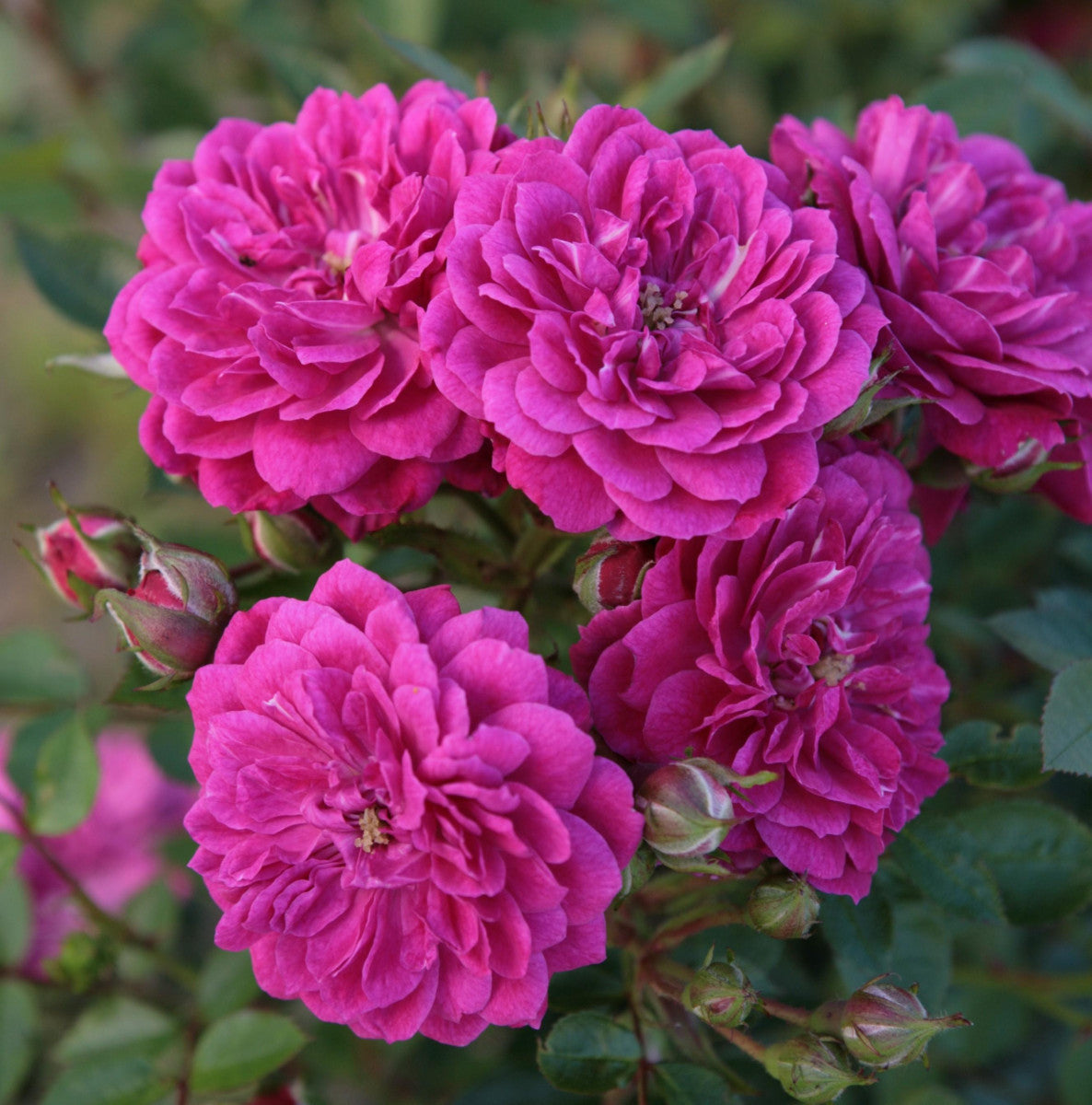 Rosa 'Purple Rain' BDR mit Blüte ;;ab 8,10 Euro