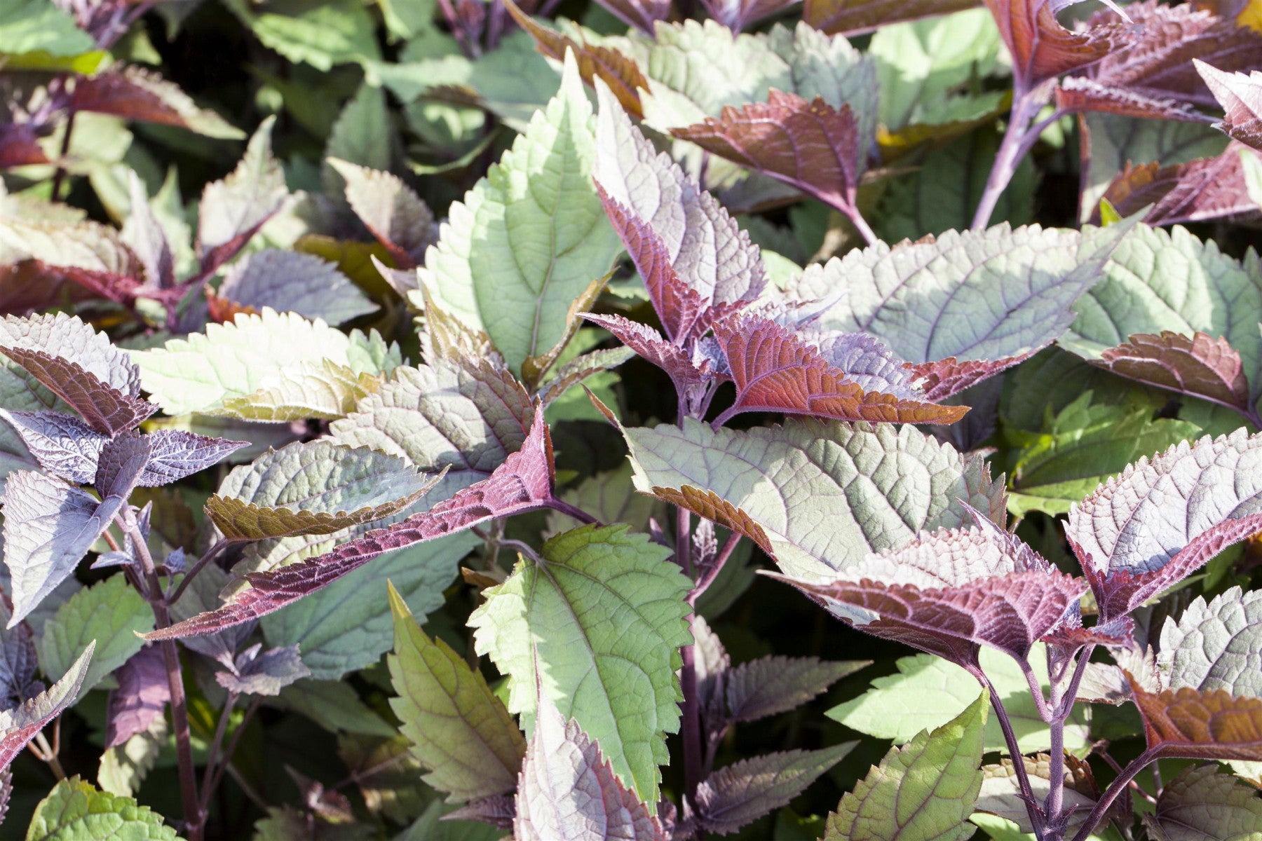 Eupatorium rugosum 'Chocolate' (Braunblättriger Garten-Wasserdost)