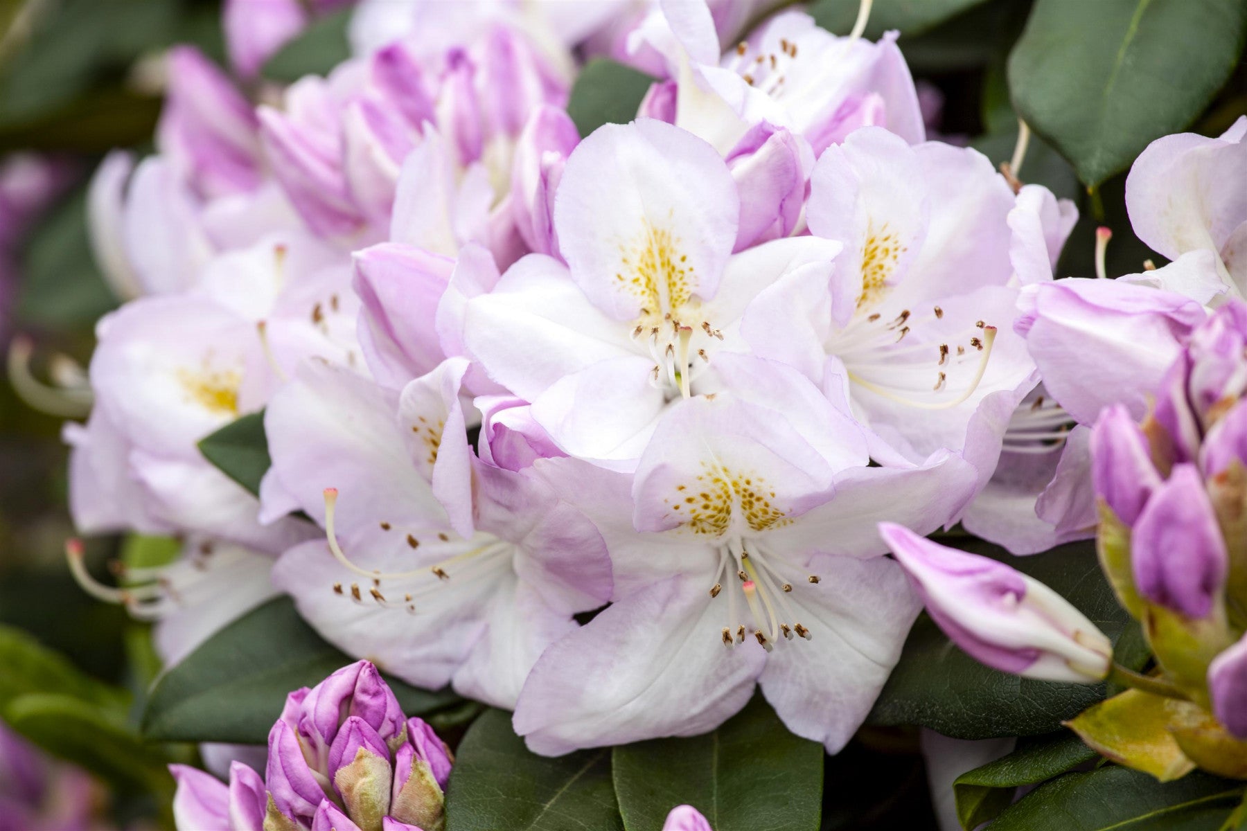 Rhododendron Hybr. 'Gomer Waterer' (Rhododendron-Hybride 'Gomer Waterer')