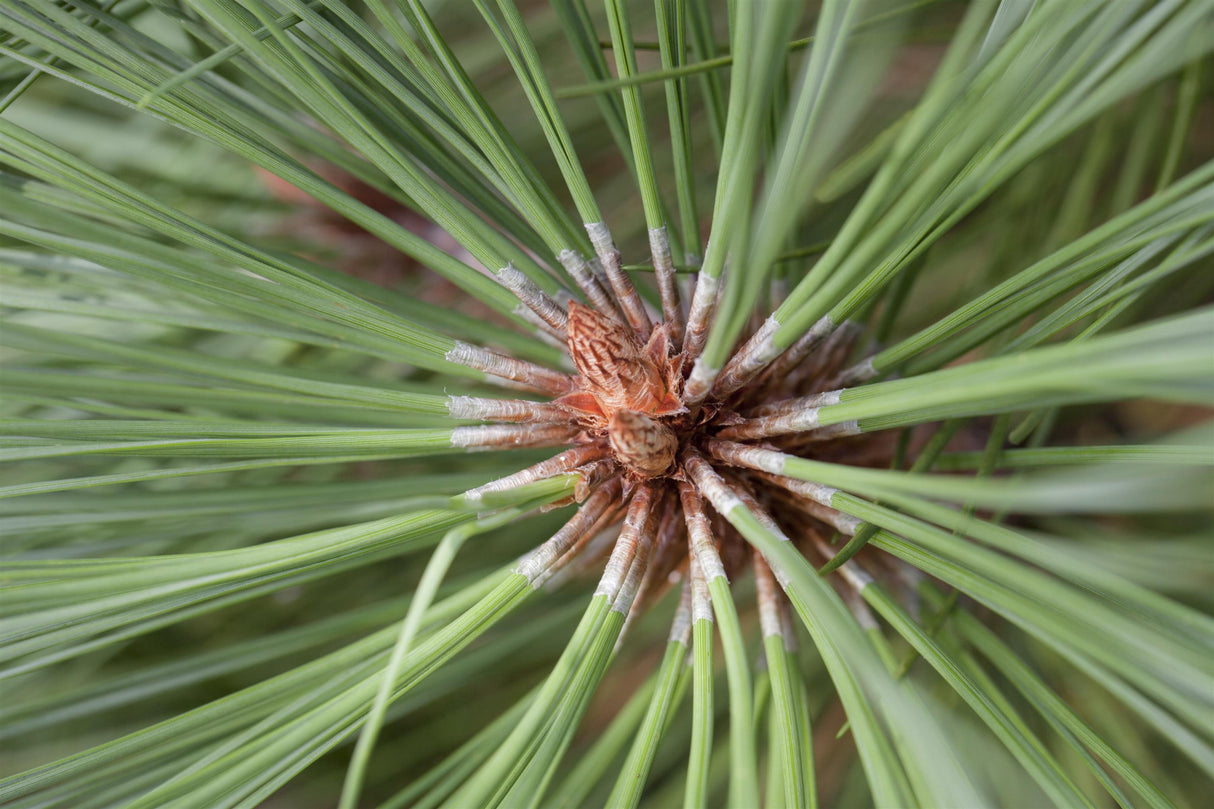 Pinus jeffreyi , erhältlich von 40-60 bis 200-225 cm ;;ab 2,18 Euro