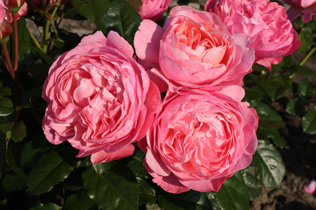 Rosa 'Kölner Flora' STR mit Blüte ;;ab 10,90 Euro