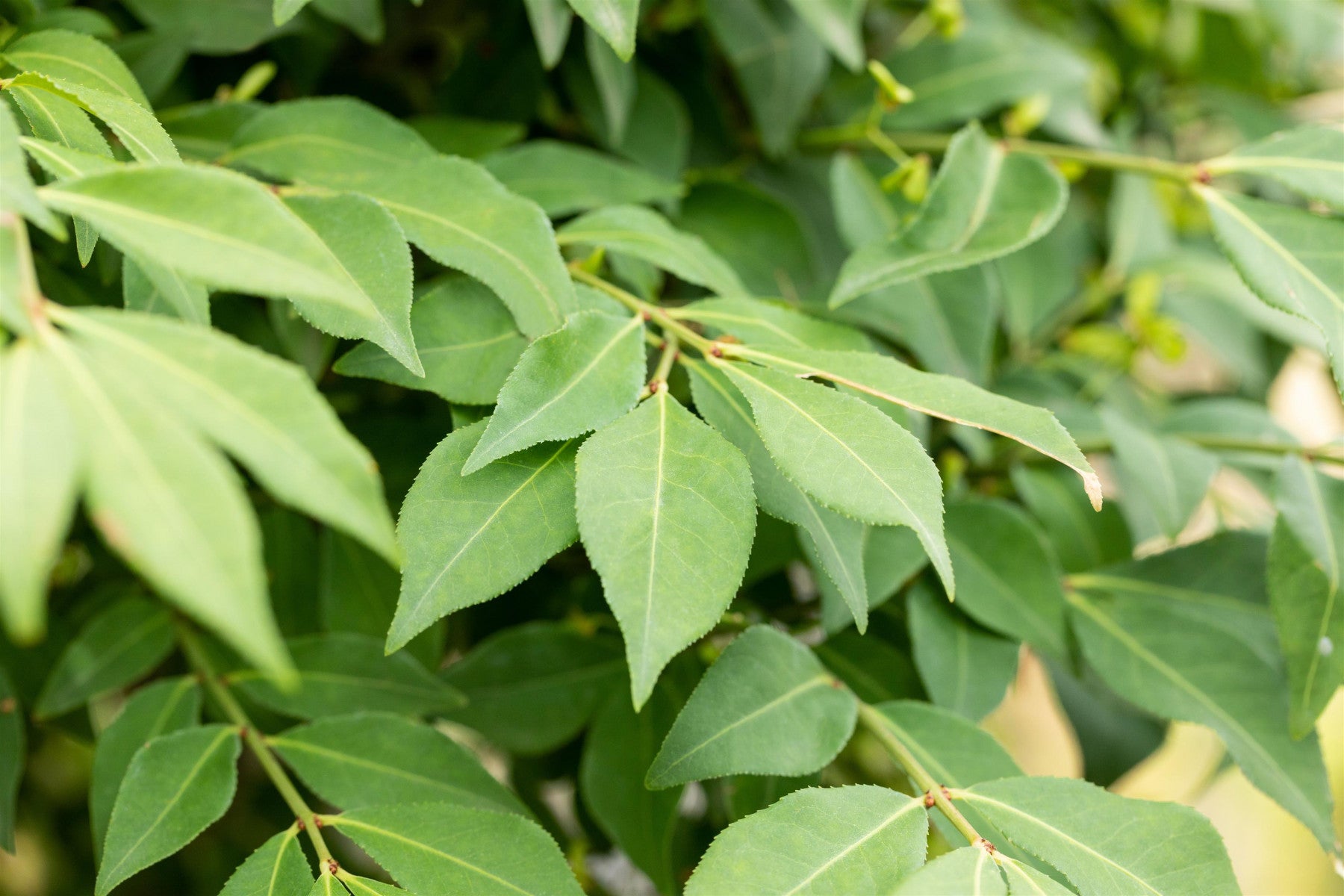 Euonymus alatus 'Compactus' (Korkflügelstrauch 'Compactus')