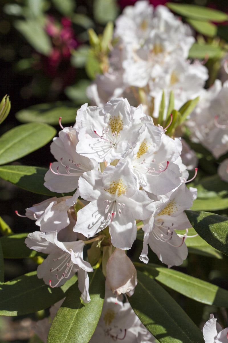 Rhododendron Hybr. 'Catawbiense Album' (Rhododendron-Hybride 'Catawbiense Album')