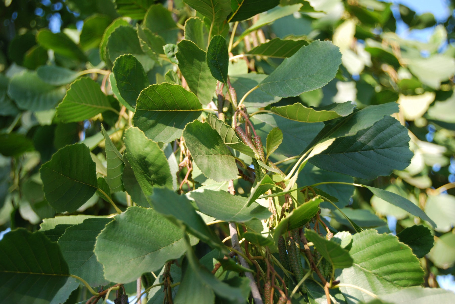 Alnus glutinosa VkG 2 (Roterle)