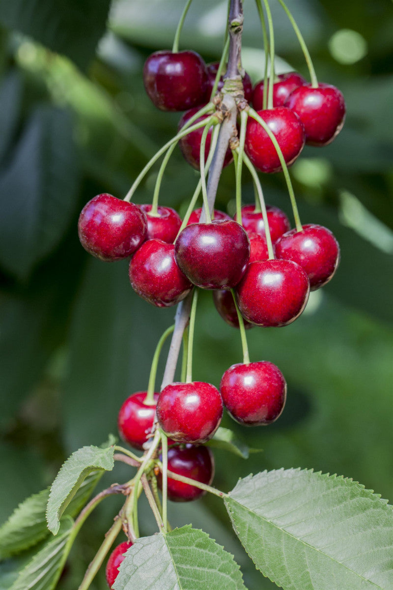 Prunus av. 'Karina' (Süßkirsche 'Karina' 7. KW)