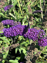 Buddleja davidii 'Black Knight' mit Blüte, erhältlich von 60-100 bis 125-150 cm ;;ab 13,00 Euro