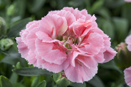 Dianthus plumarius 'Maggie' mit Blüte ;;ab 4,15 Euro