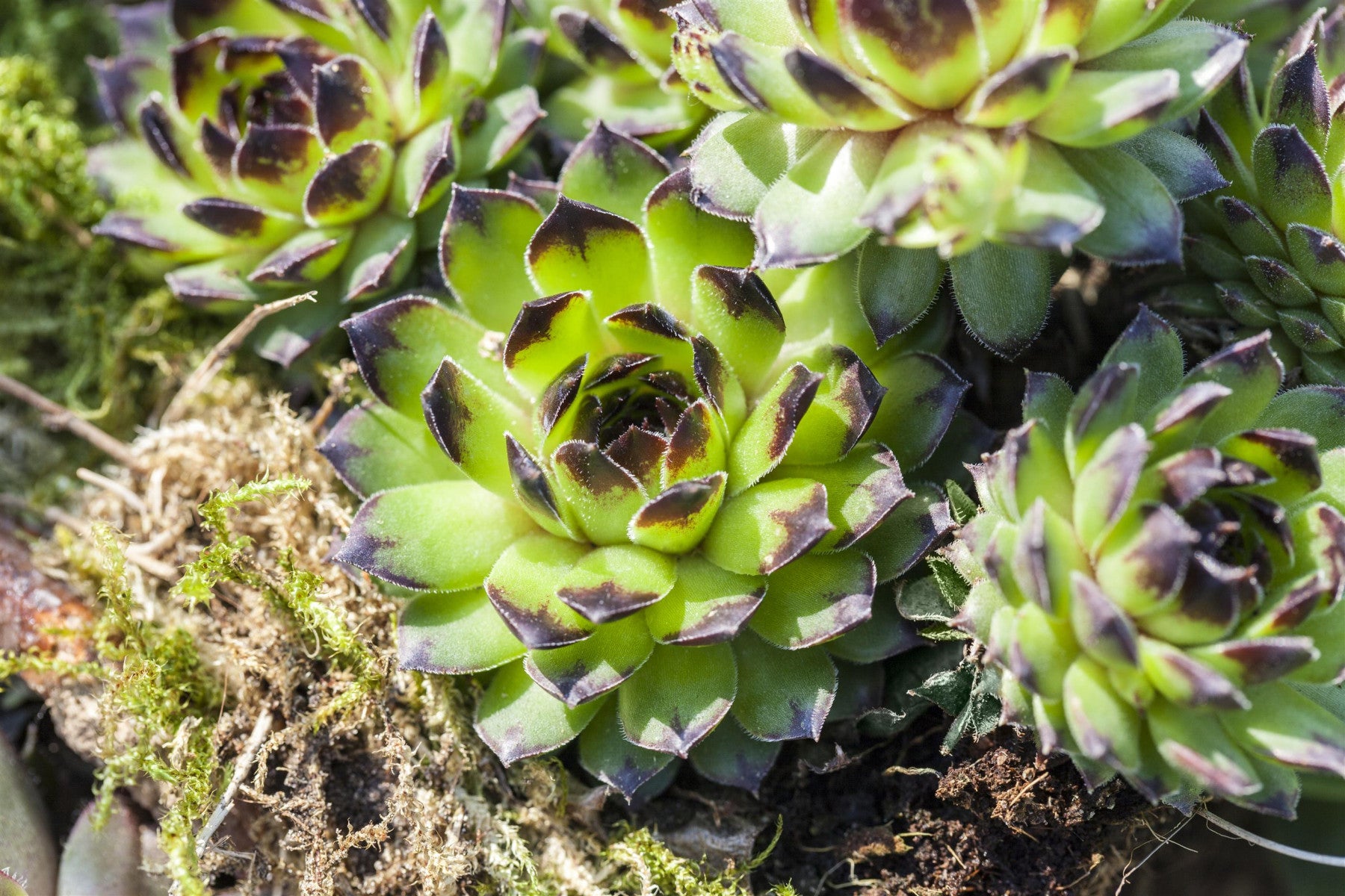 Sempervivum arachn. 'Silberkarneol' (Spinnwebige Garten-Steinrose)