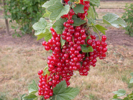 Ribes rubrum 'Rodneus' mit Früchten ;;ab 17,80 Euro