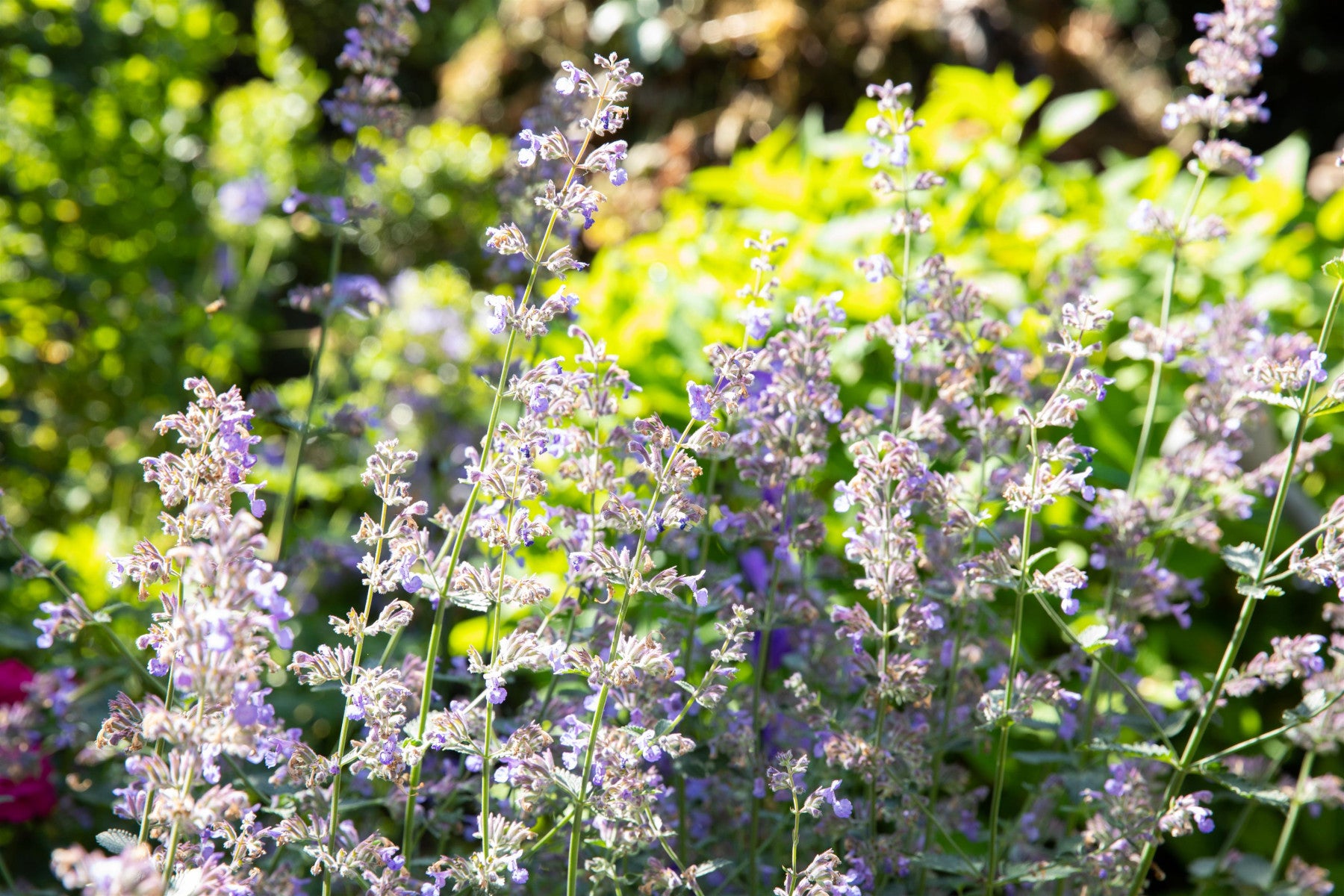 Nepeta grandiflora (Großblütige Katzenminze)