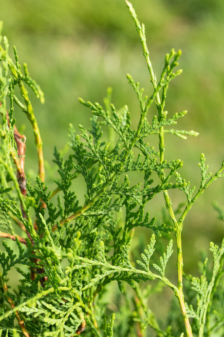 Thuja occidentalis 'Holmstrup' mit Belaubung, erhältlich von 20-30 bis 60-80 cm ;;ab 6,75 Euro