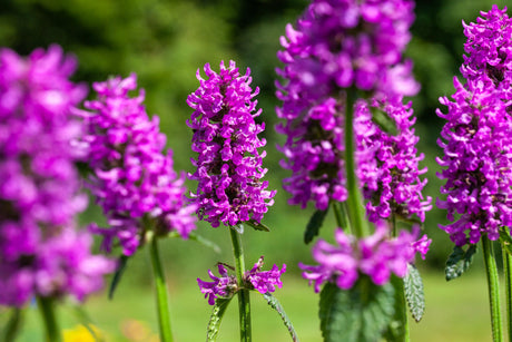 Stachys monnieri 'Hummelo' mit Blüte ;;ab 4,30 Euro