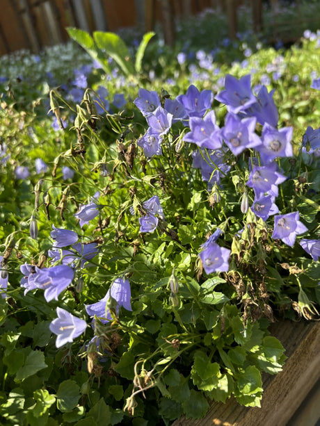 Campanula carp. 'Blaue Clips' mit Blüte ;;ab 2,96 Euro