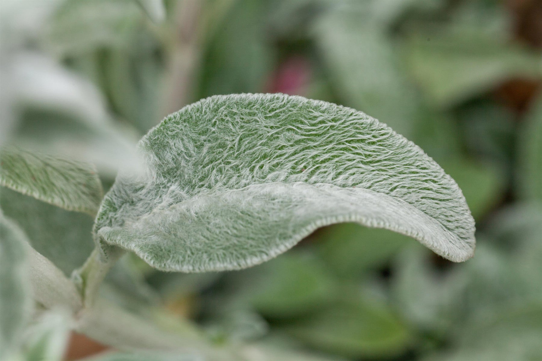 Stachys byzantina 'Cotton Boll' (Garten-Woll-Ziest)