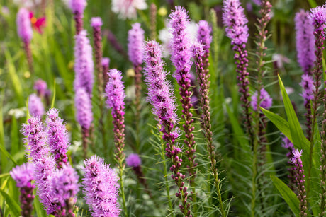 Liatris spicata mit Blüte ;;ab 3,30 Euro