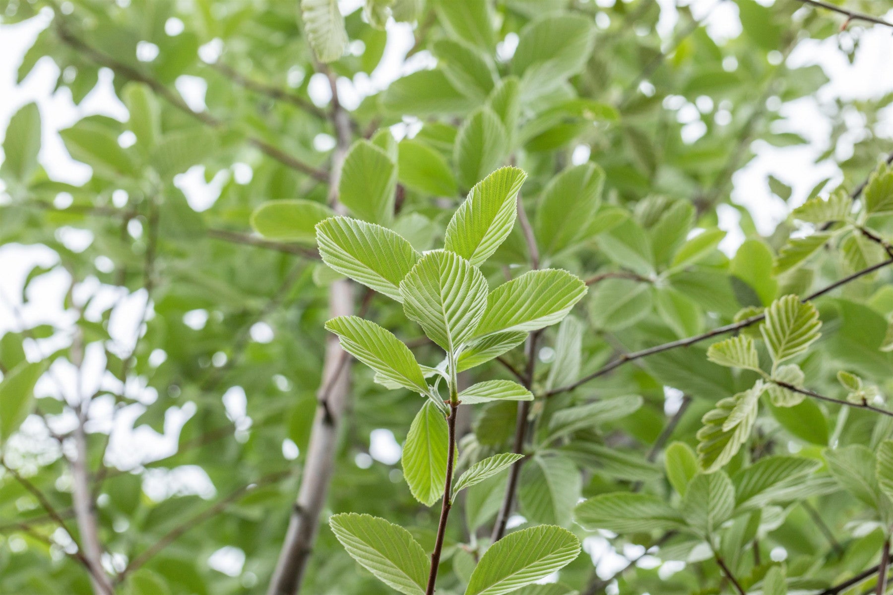 Sorbus aria 'Magnifica' (Großlaubige Mehlbeere)