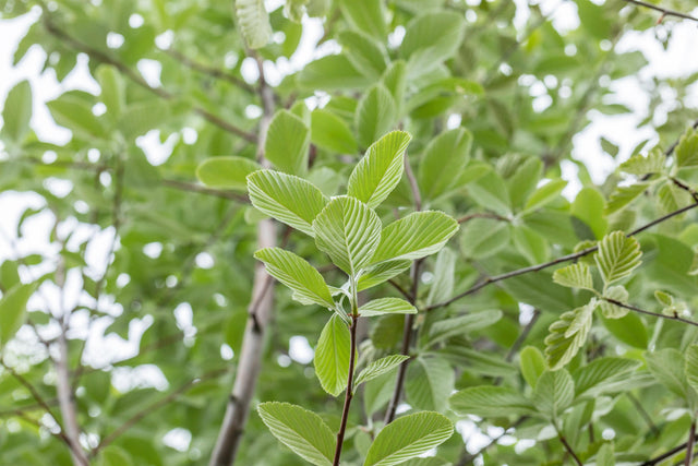 Sorbus aria 'Magnifica' mit Sommerbelaubung, erhältlich von 270-330 bis 450-650 cm ;;ab 308,00 Euro