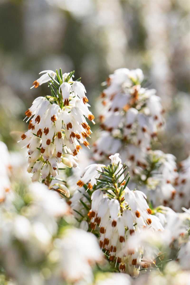 Erica carnea 'Snow Queen' (Schneeheide 'Snow Queen')