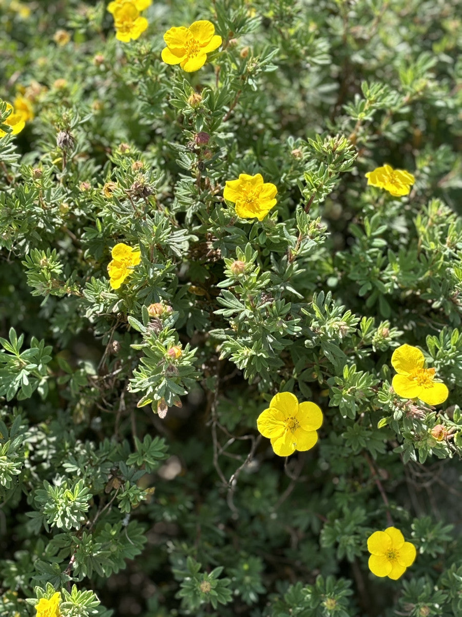 Potentilla 'Klondike' (Fingerstrauch 'Klondike')