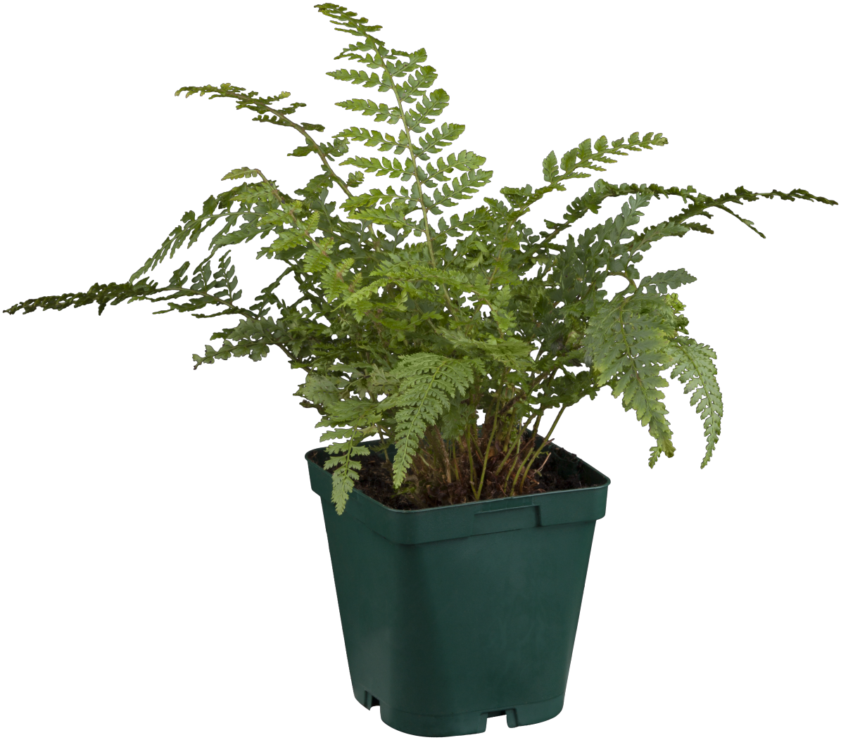 Polystichum setiferum (Weicher Schildfarn)