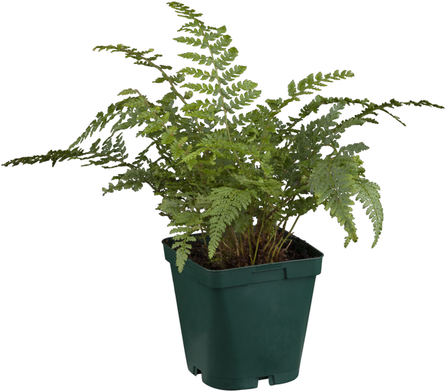 Polystichum setiferum im Topf ;;ab 5,75 Euro