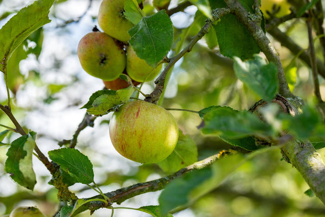 Malus 'Cox Orange Renette' mit Früchten, erhältlich von 150-200 bis 450-650 cm ;;ab 34,60 Euro