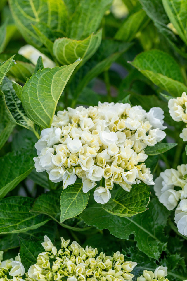 Hydrangea macrophylla 'Soeur Therese' mit Blüte, erhältlich von 40-60 bis 80-100 cm ;;ab 58,00 Euro