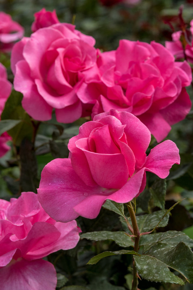 Rosa 'Romanze' STR mit Blüte ;;ab 8,10 Euro