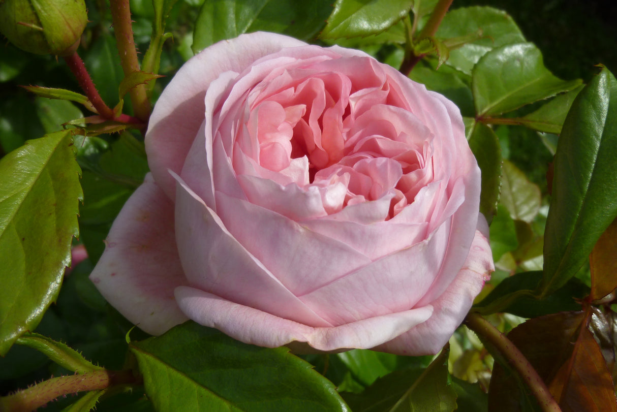 Rosa 'Voyage' TH mit Blüte ;;ab 11,80 Euro