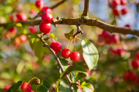 Zierapfel 'Red Sentinel' mit Früchten, verfügbar in 18 Größen und Varianten ; Einsatz: Parks ; Pluspunkt: blütenpracht;;hier kaufen