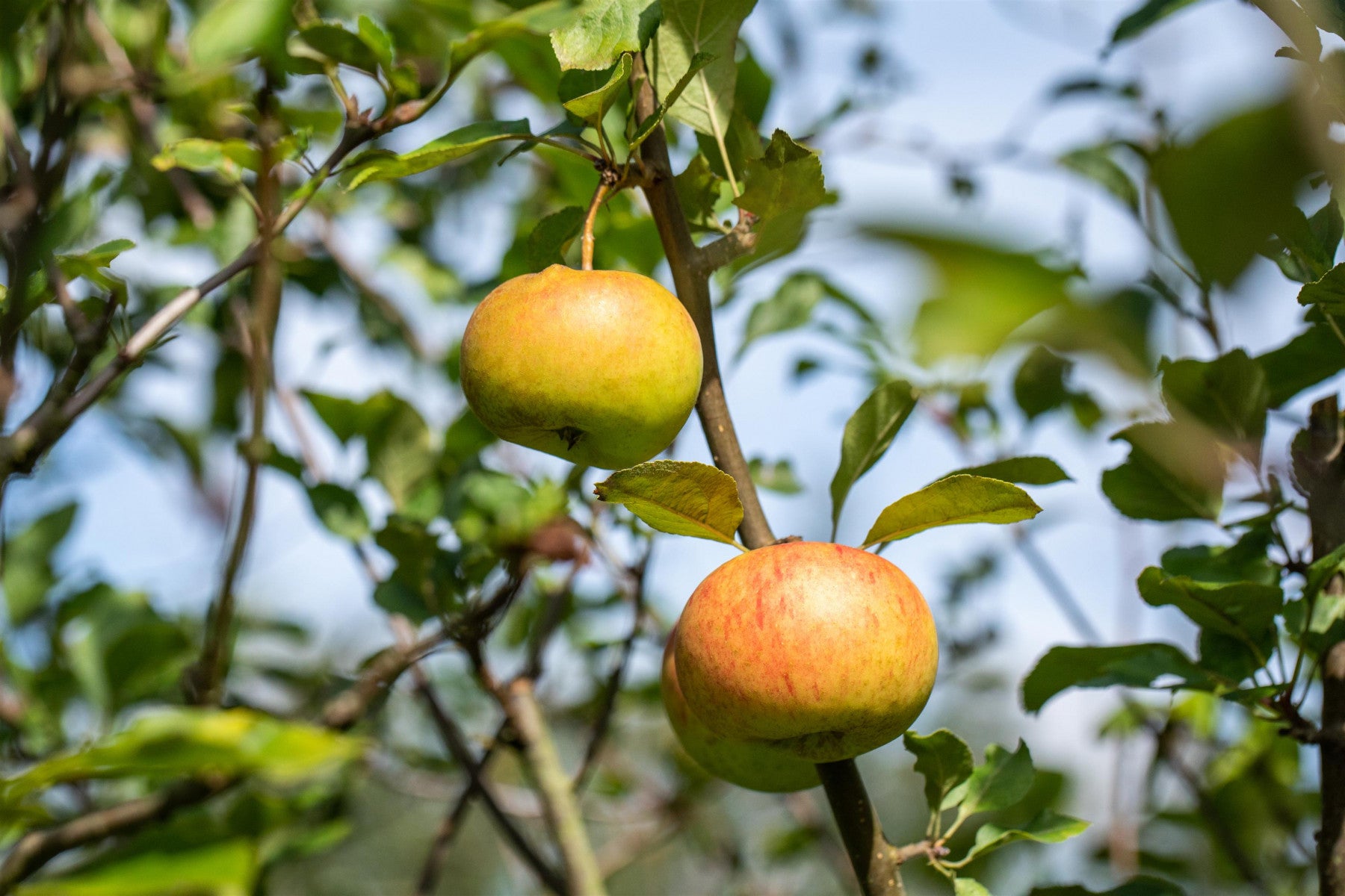 Malus 'Goldrenette von Blenheim' (Apfel 'Goldrenette von Blenheim' mittel)