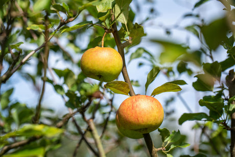 Malus 'Goldrenette von Blenheim' mit Früchten, erhältlich von 150-200 bis 450-650 cm ;;ab 34,60 Euro