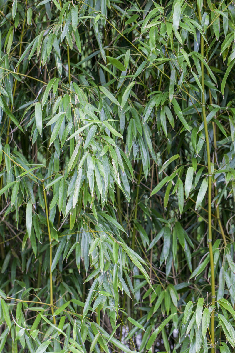 Phyllostachys bissetii mit Belaubung, erhältlich von 100-150 bis 200-250 cm ;;ab 110,00 Euro