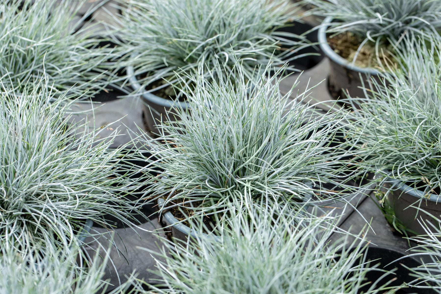 Festuca cinerea (Blau-Schwingel)