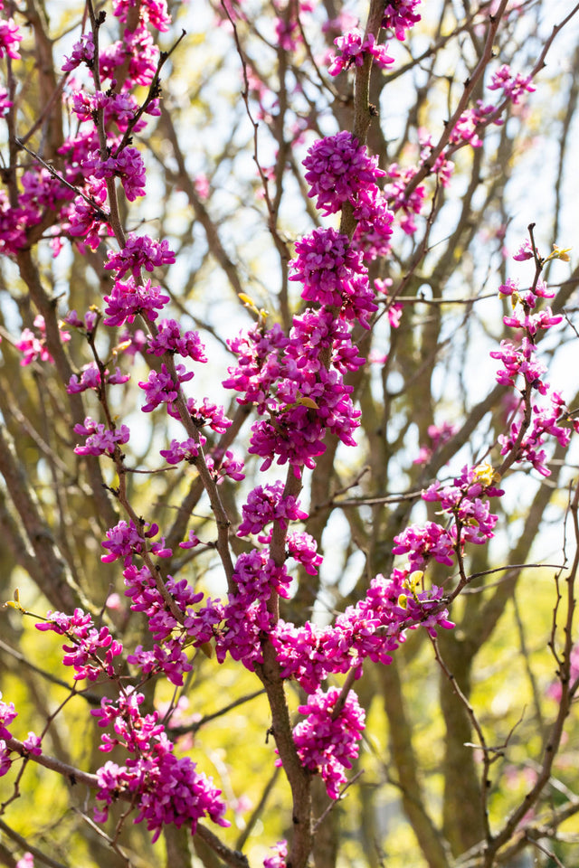 Cercis siliquastrum , erhältlich von 40-60 bis 450-650 cm ;;ab 33,80 Euro