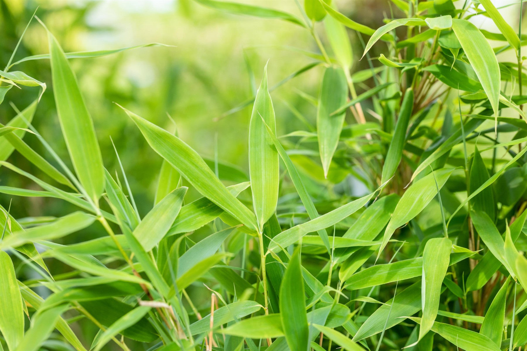 Fargesia murieliae 'Jumbo' (Gartenbambus 'Jumbo')