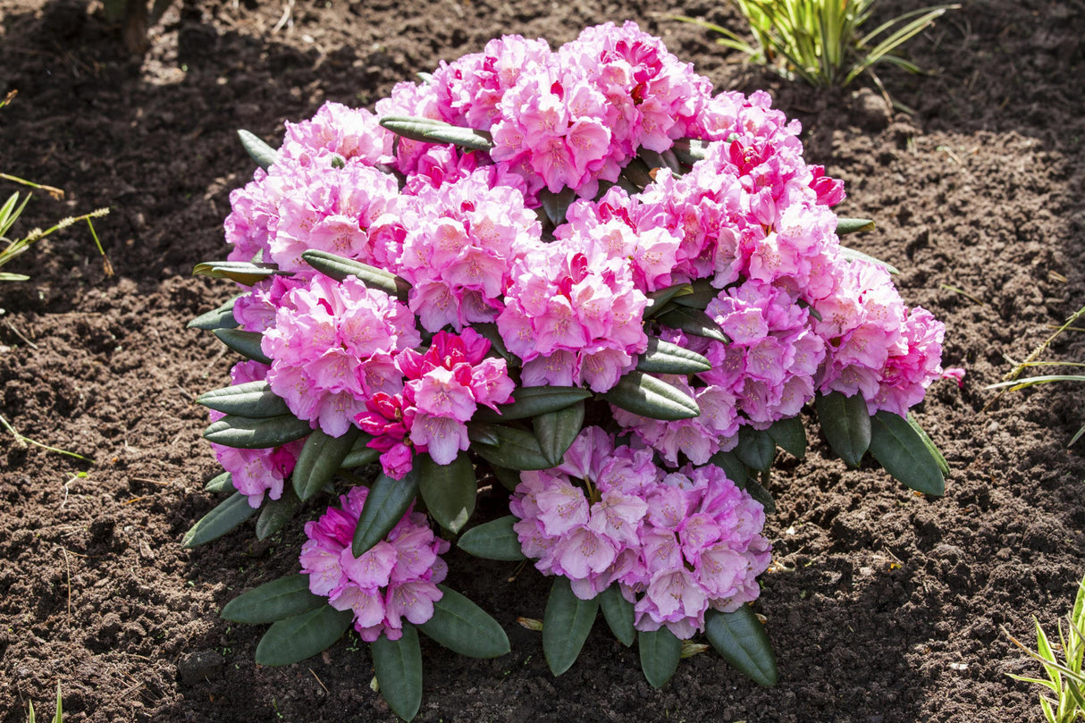 Rhododendron yak. 'Polaris' mit Blüte, erhältlich von 25-30 bis 60-70 cm ;;ab 36,50 Euro