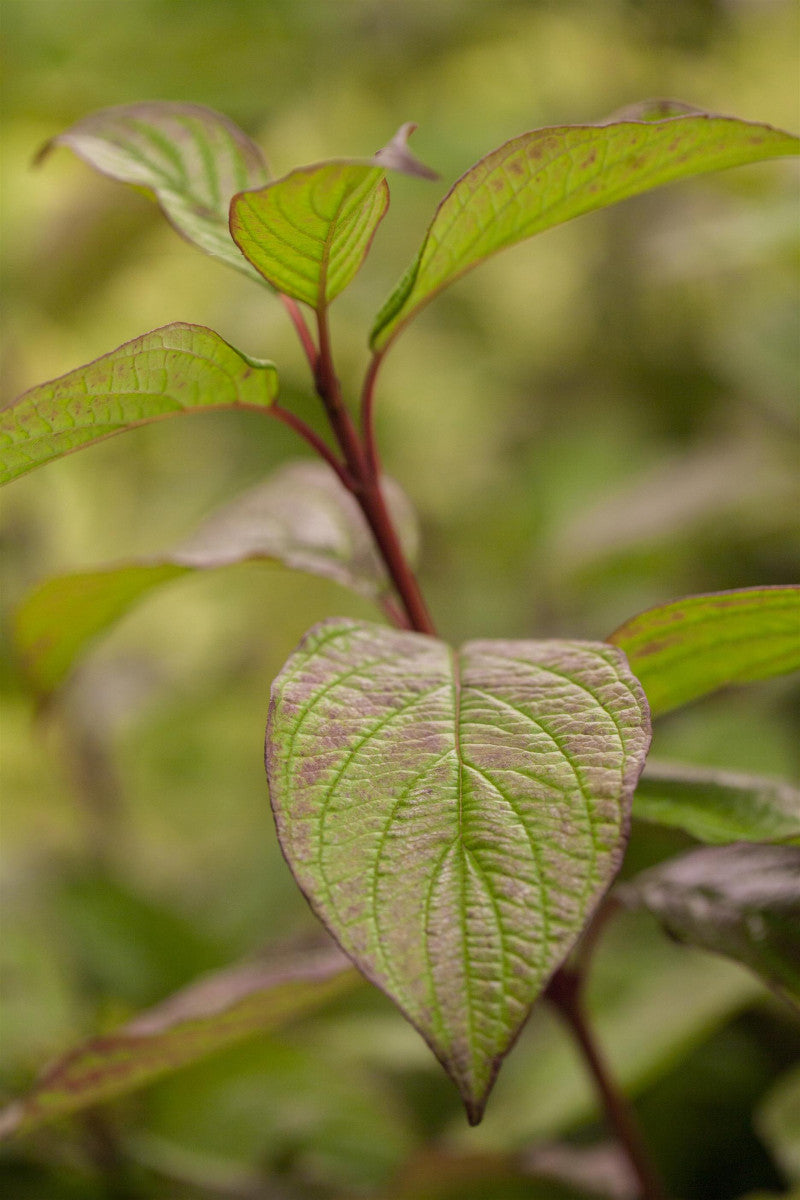 Cornus alba ; Pluspunkt: dekorative Rinde;;mit zeitnaher Lieferung