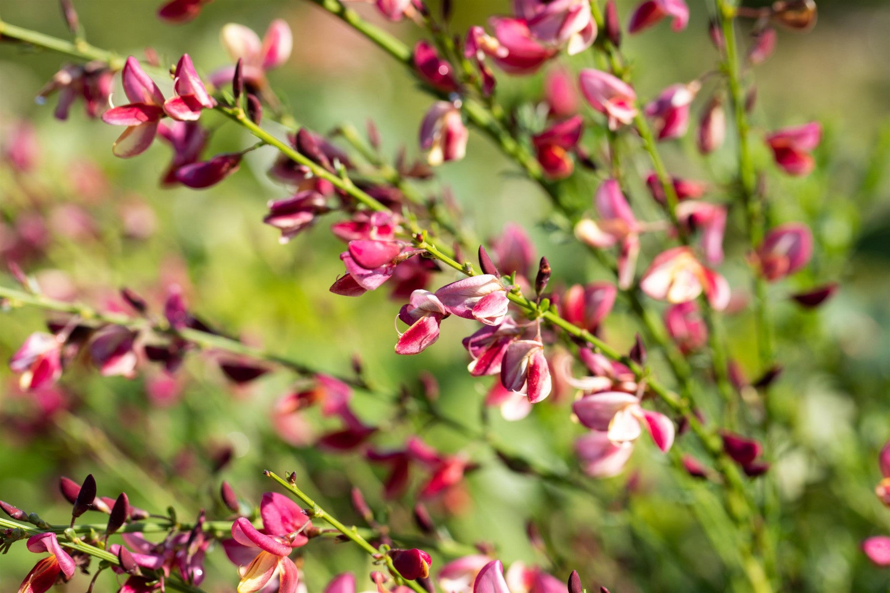 Cytisus praecox 'Hollandia' (Elfenbeinginster 'Hollandia')