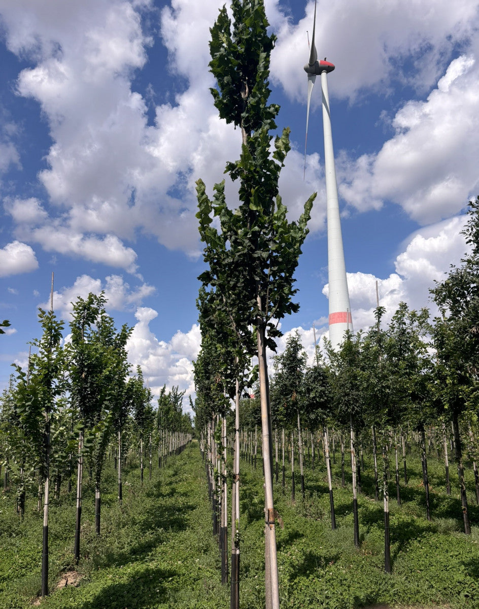 Ulmus 'Columella' , erhältlich von 270-330 bis 450-650 cm ;;ab 248,00 Euro