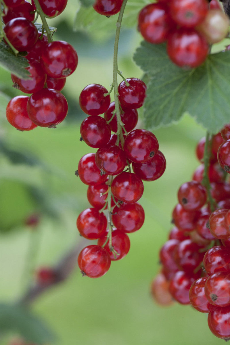 Ribes rubrum 'Junifer' (Johannisbeere 'Junifer')