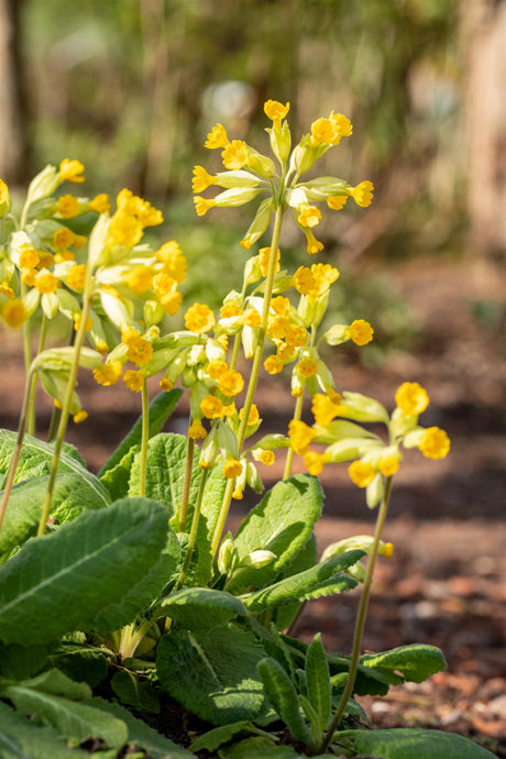 Primula veris mit Blüte ;;ab 3,35 Euro