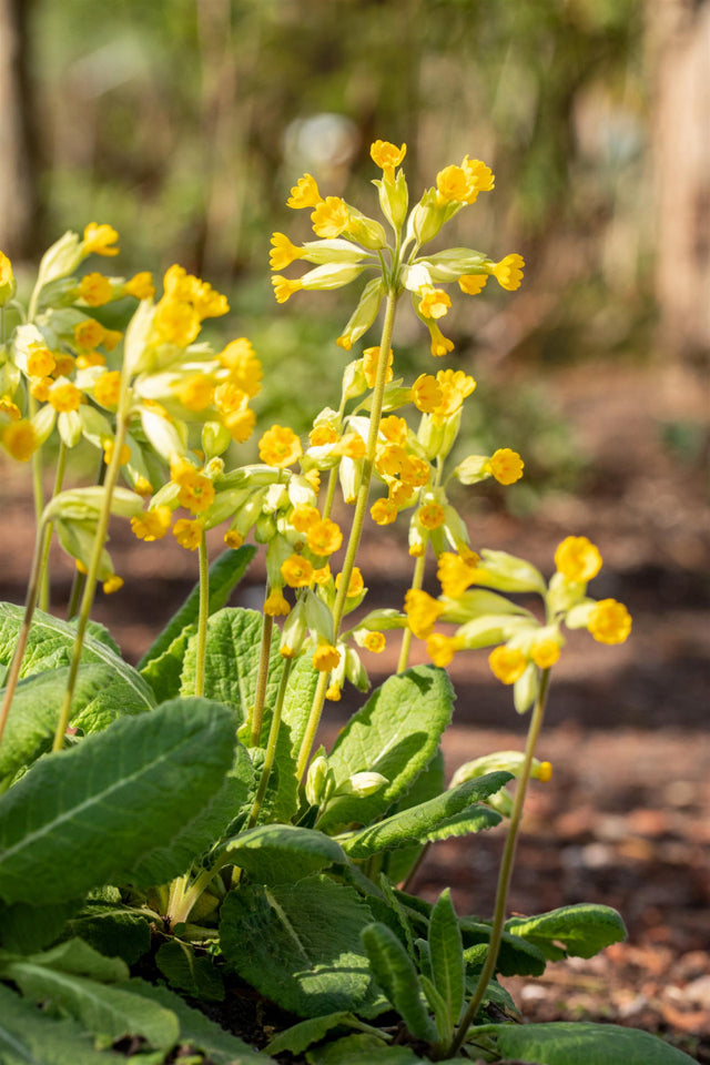 Primula veris mit Blüte ;;ab 3,35 Euro