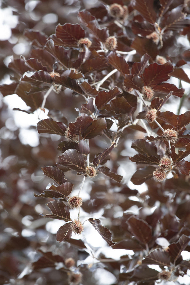 Fagus sylvatica 'Purpurea Latifolia' , erhältlich von 270-330 bis 450-650 cm ;;ab 308,00 Euro