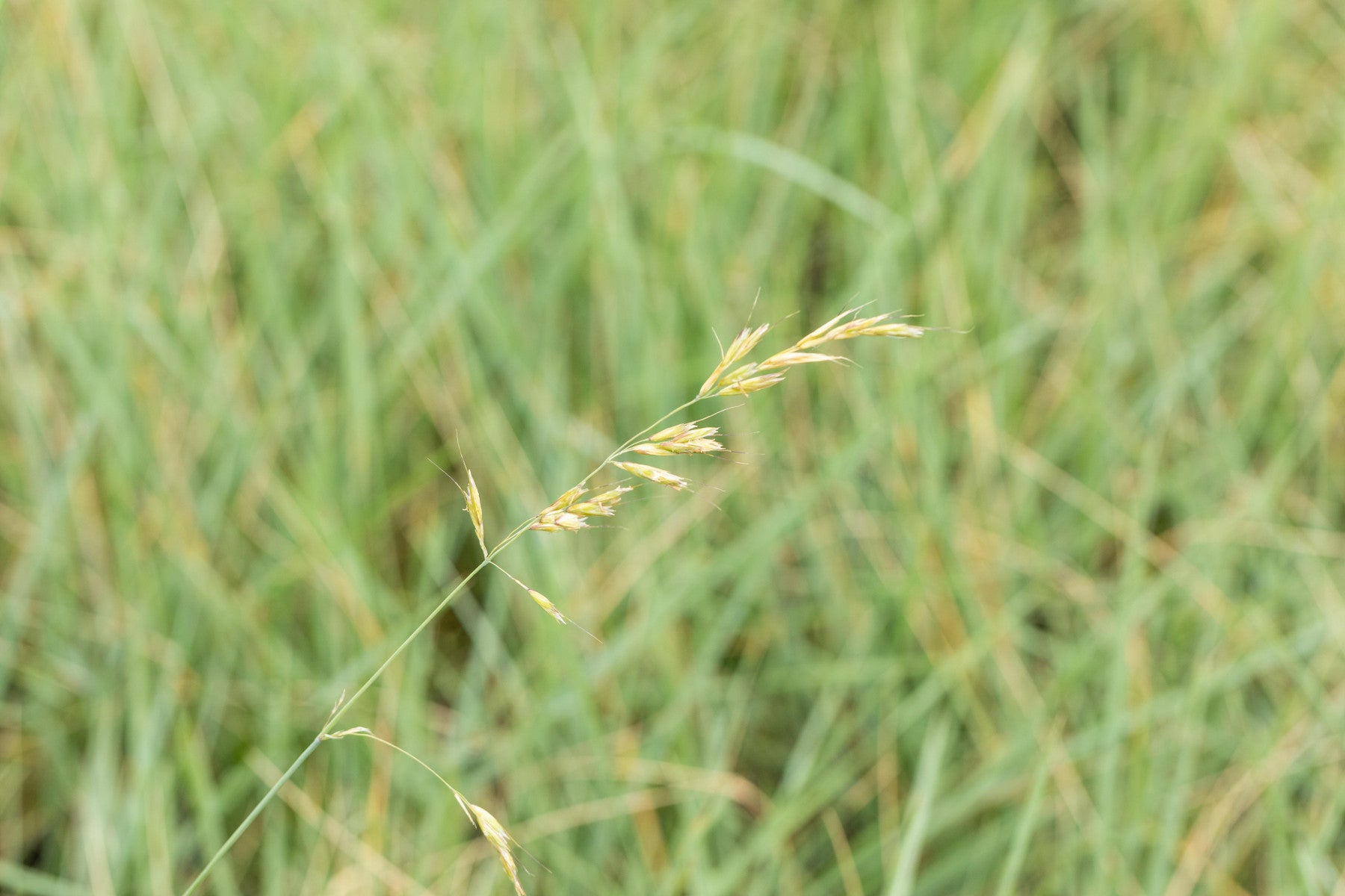 Helictotrichon sempervirens (Wiesen-Blaustrahlhafer)