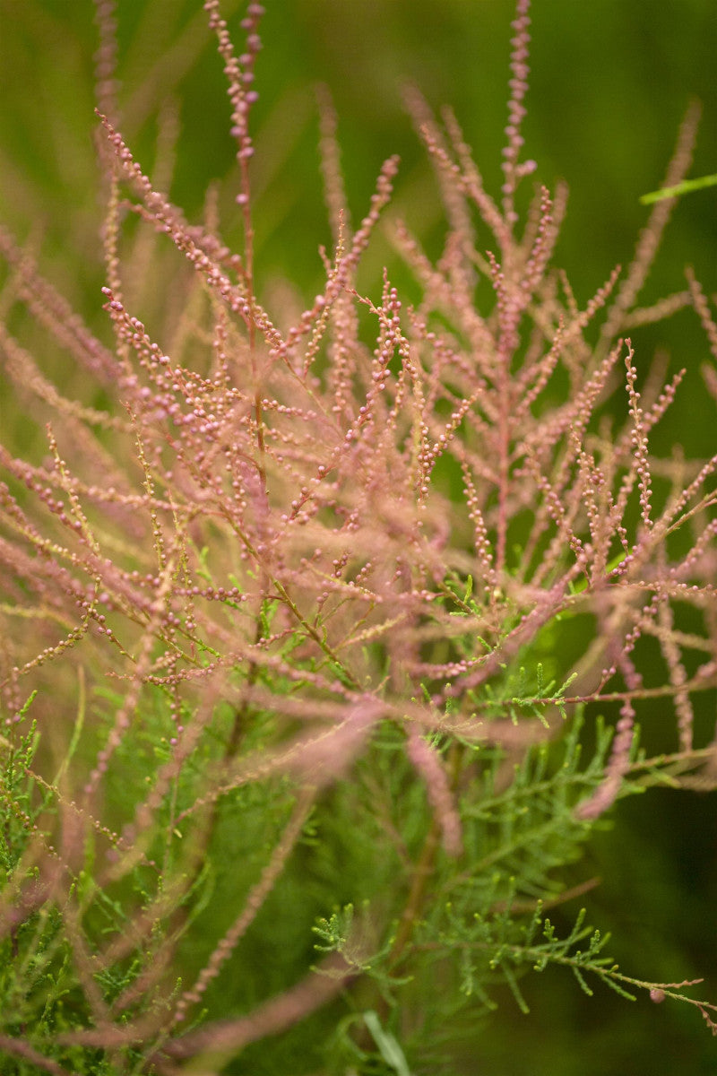 Tamarix ramosissima 'Pink Cascade' (Kaspische Tamariske 'Pink Cascade')