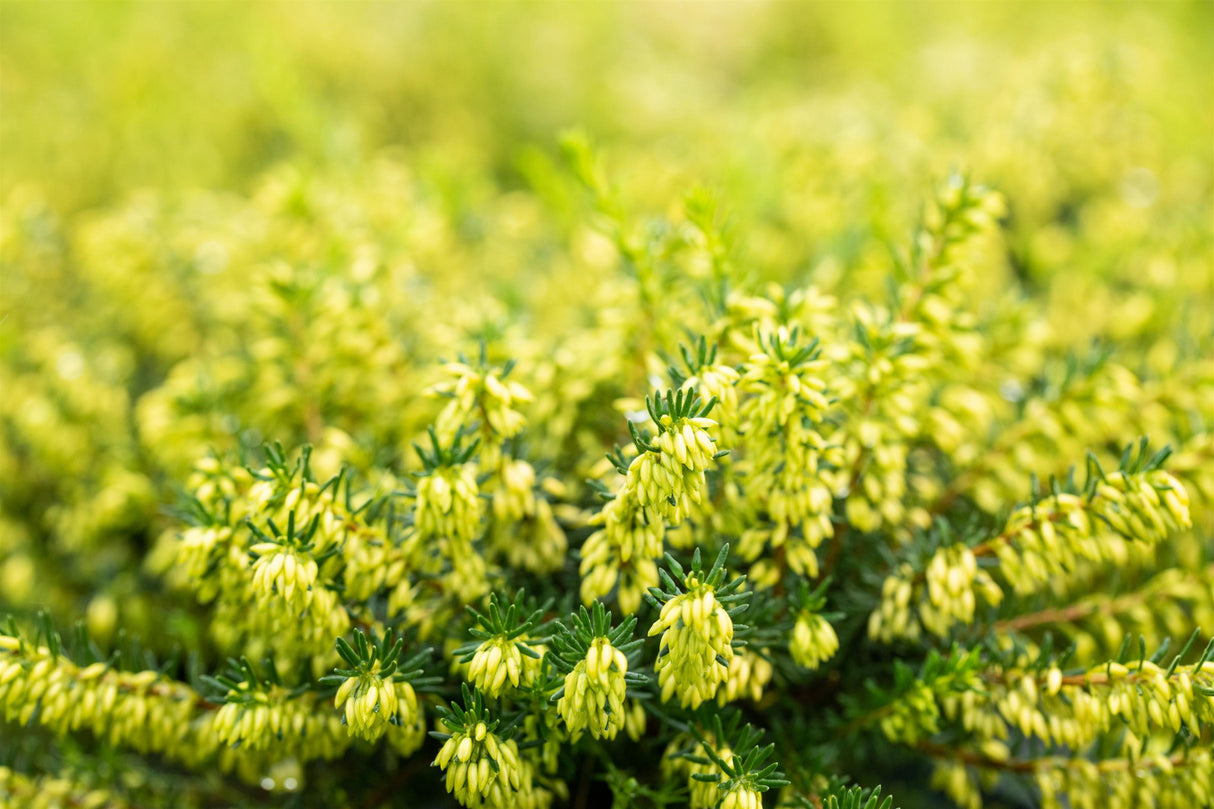 Erica carnea 'Isabell' mit Blüte ;;ab 3,30 Euro