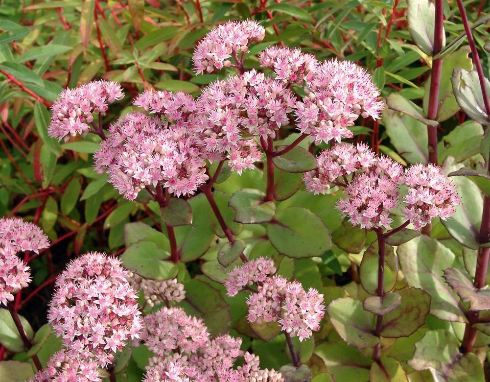 Sedum telephium 'Matrona' (Großes Garten-Fettblatt)